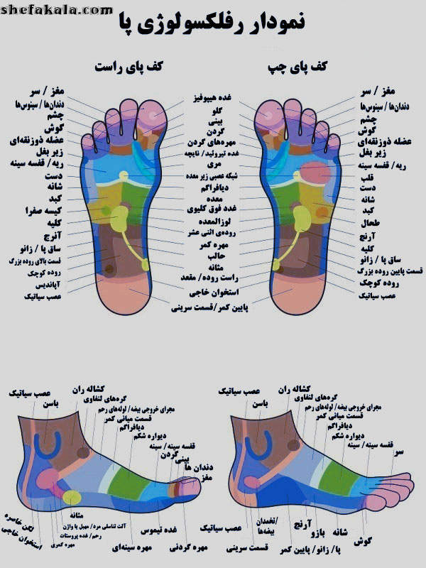 Anatomy-sole-foot